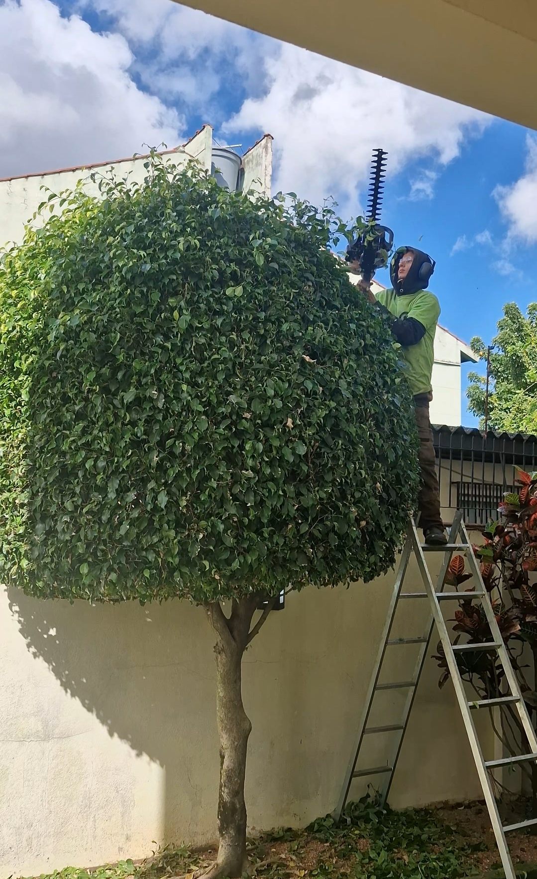 Poda de árvore ornamental